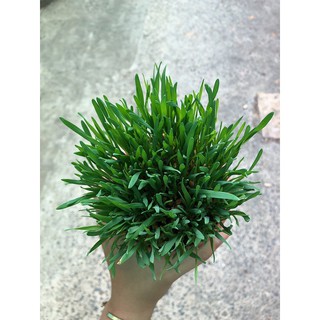 [ Giao Now, Grab ] Cỏ mèo tươi trồng sẵn