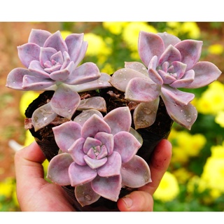 Set 5 cây sen đá hồng mập nhỏ 7cm - mua 10 cây tặng 1