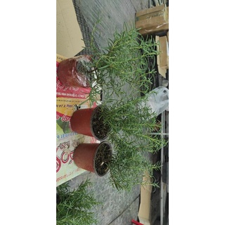 cây hương thảo (rosemary) gia vị
