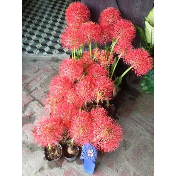 Combo 5 CÂY HỒNG TÚ CẦU
