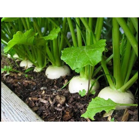 Hạt Giống Củ Cải Trắng Củ To, Năng Suất Cao, Dễ Trồng- Gói 25Gr