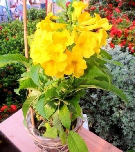 Cây HOA CHUÔNG VÀNG - hoa siêu đẹp