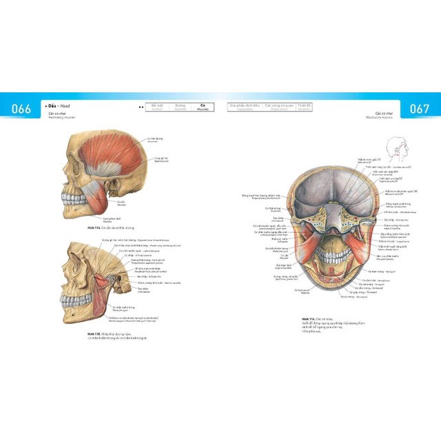 [Mã LT150 giảm 150k đơn 699k] Sách - Sobotta Atlas Giải Phẫu Người (Phiên Bản Thứ 14)