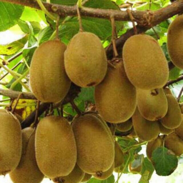 Cây giống kiwi
