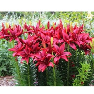 Củ Ly Thân cao Hoa Màu Đỏ Củ Ly Giống