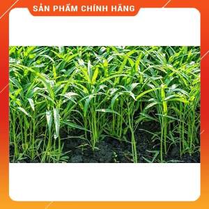 VNUA - HẠT GIỐNG RAU MUỐNG LÁ TRE GÓI 100 GRAM
