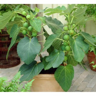 Cây giống sung Mỹ