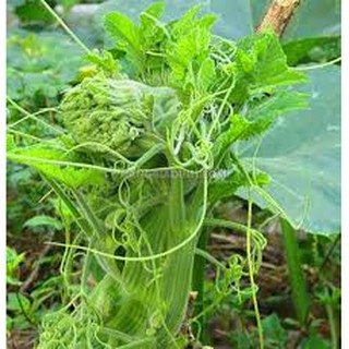 20 hạt giống bí siêu ngọn