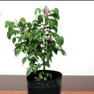 Chậu cây khế chua ( cao 40-50cm)
