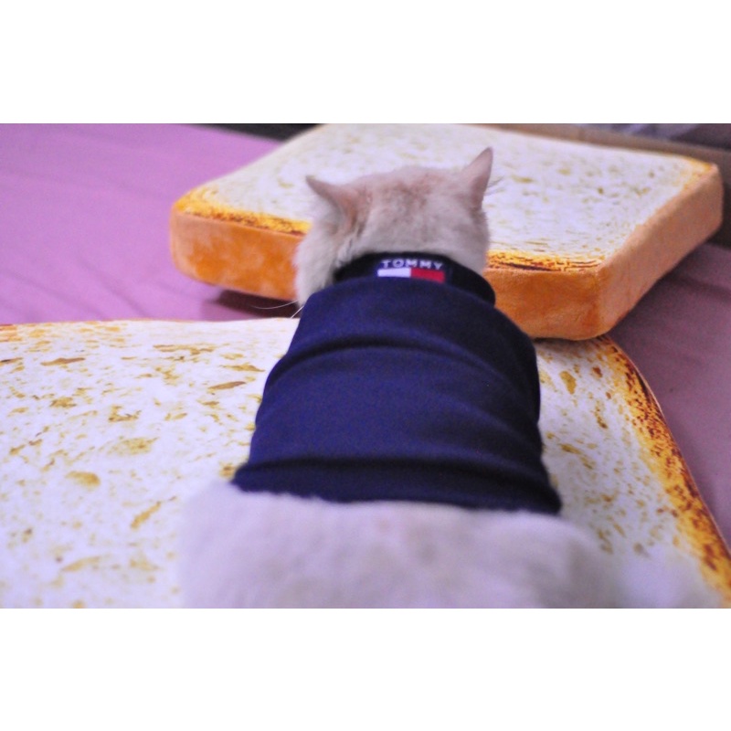 Combo ghile ba lỗ kèm áo nỉ cho chó mèo