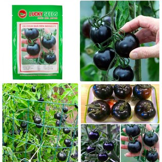 Hạt giống cà chua đen lucky gói 10h