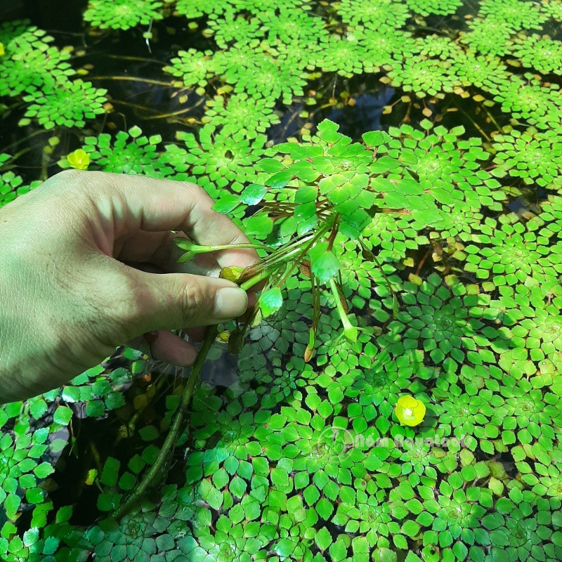 Cây Ấu Thái - Cây Thuỷ Sinh Đẹp, Dễ Trồng (chỉ Ship các tỉnh miền Nam)