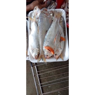Cá mòi tươi
