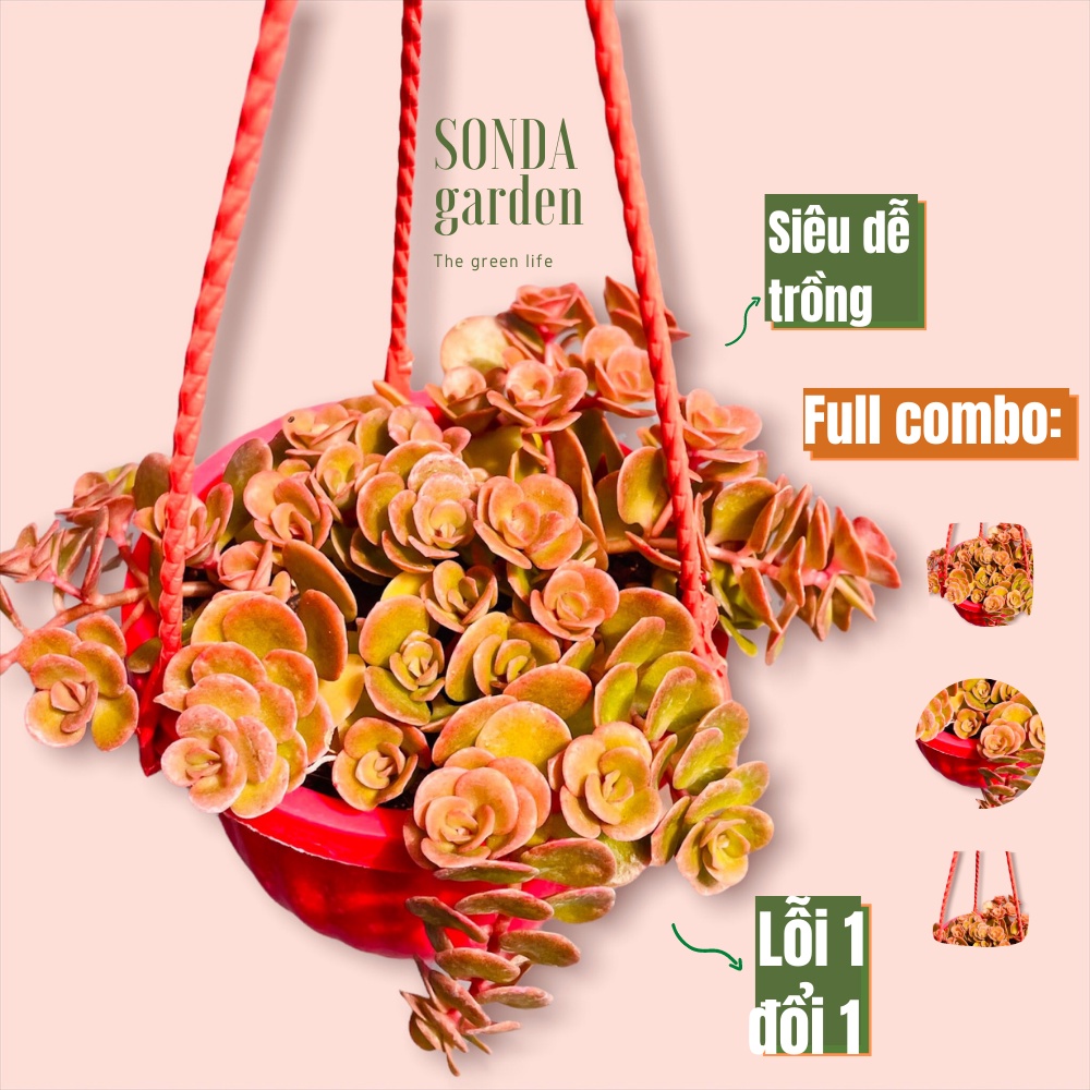 Sen đá sedum vảy cá chép SONDA GARDEN trồng chậu treo đường kính 9cm, cây cảnh trang trí nhà cửa, lỗi 1 đổi 1
