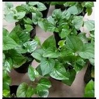 Chậu rau diếp cá ( chậu cây diếp cá)