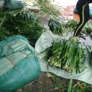 Bột lá dứa (500gr)