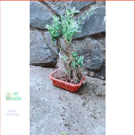 Bạch Tuyết Mai Bonsai