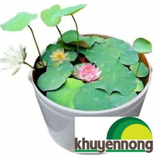 8 Hạt giống hoa sen / đây là hình hoa sen shop tự trồng 10 ngày tuổi tỷ lệ mọc cao