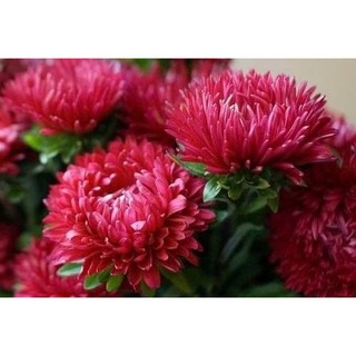 Hạt giống hoa Cúc Tây đỏ - Cúc Thúy đỏ - Cúc đại đóa đỏ