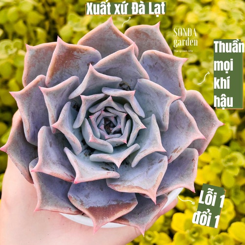 Sen đá hồng diệu SONDA GARDEN size trung bình 10-12cm, cây cảnh trang trí nhà cửa, lỗi 1 đổi 1