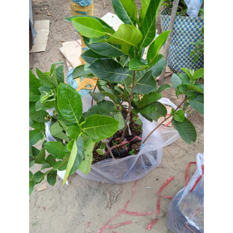 Cây mít ruột đỏ cây to