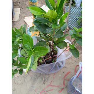 Cây mít ruột đỏ cây to