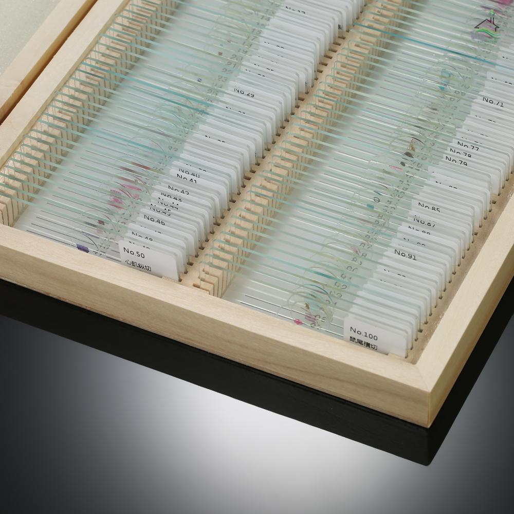 Set 100 tiêu bản động vật côn trùng cây trồng cho kính hiển vi với hộp đựng bằng gỗ giáo dục sinh học cơ bản