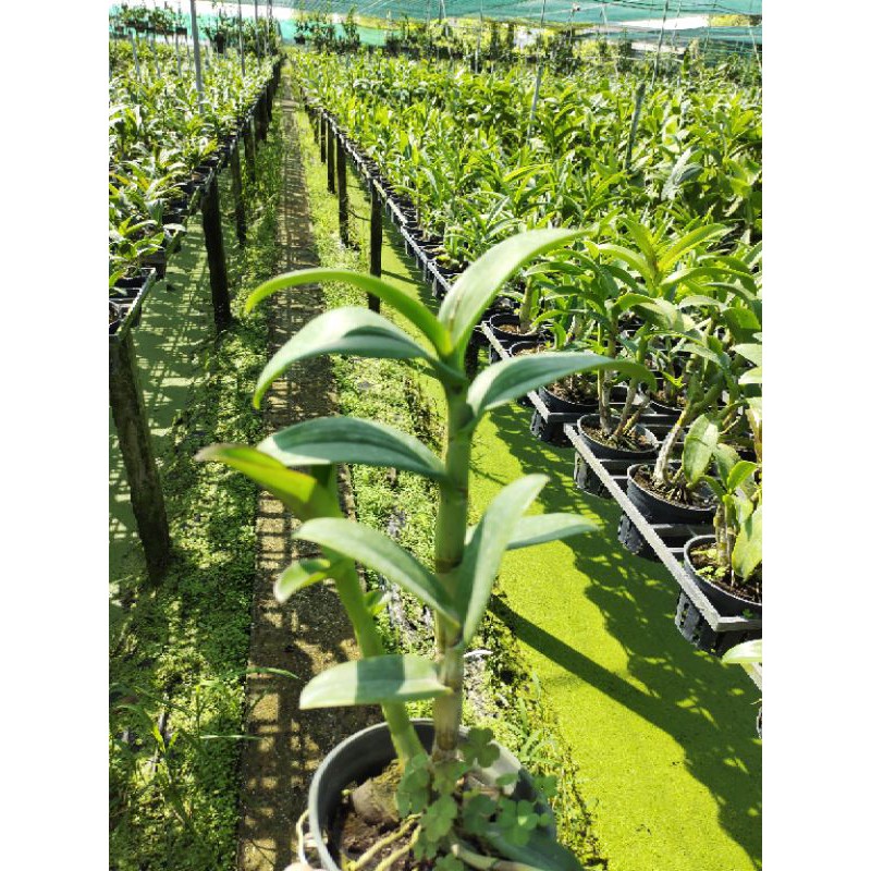 Den Tommy cây trưởng thành