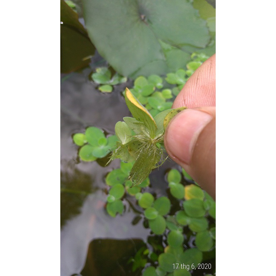Bèo cái nhật mini - Cây thủy sinh
