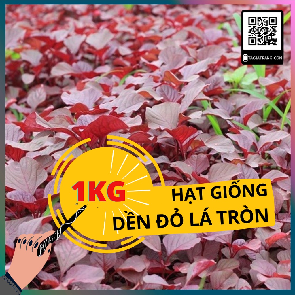 1KG - Hạt giống rau dền đỏ lá tròn (dền đỏ lá hến)