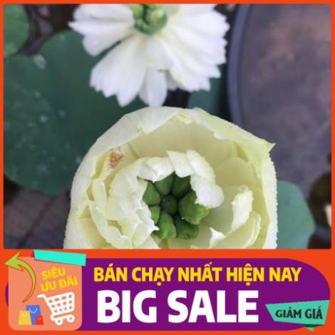 [Chất lượng cao] [Hàng chuẩn] [Free ship] SEN CUNG ĐÌNH (SEN BÁCH HỢP) - gói 5 hạt 2 màu