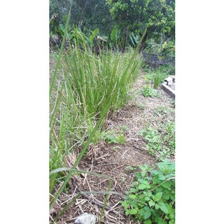 Cỏ Vetiver rễ trần