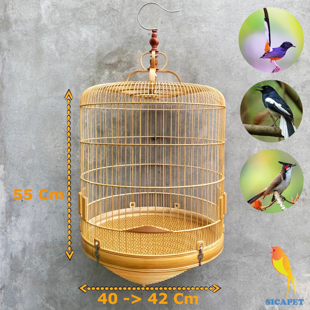 Lồng chim biên hòa dũi chỉ, Lồng chích chòe, White-rumped shama cage, Copsychus saularis SICAPET