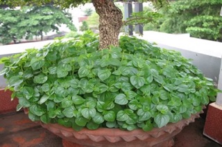 Hạt giống Rau Càng Cua RADO cao cấp, nảy mầm mạnh, dễ chăm sóc