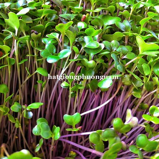 Hạt giống Mầm củ cải đỏ