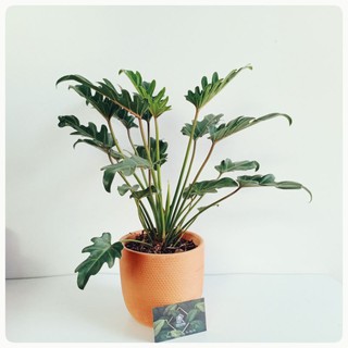 Chậu Cây Trầu bà chân vịt, đã bao gồm chậu đất nung