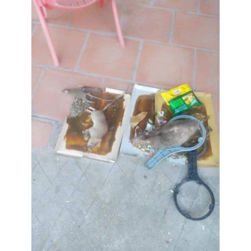 1 miếng keo dính chuột siêu dính