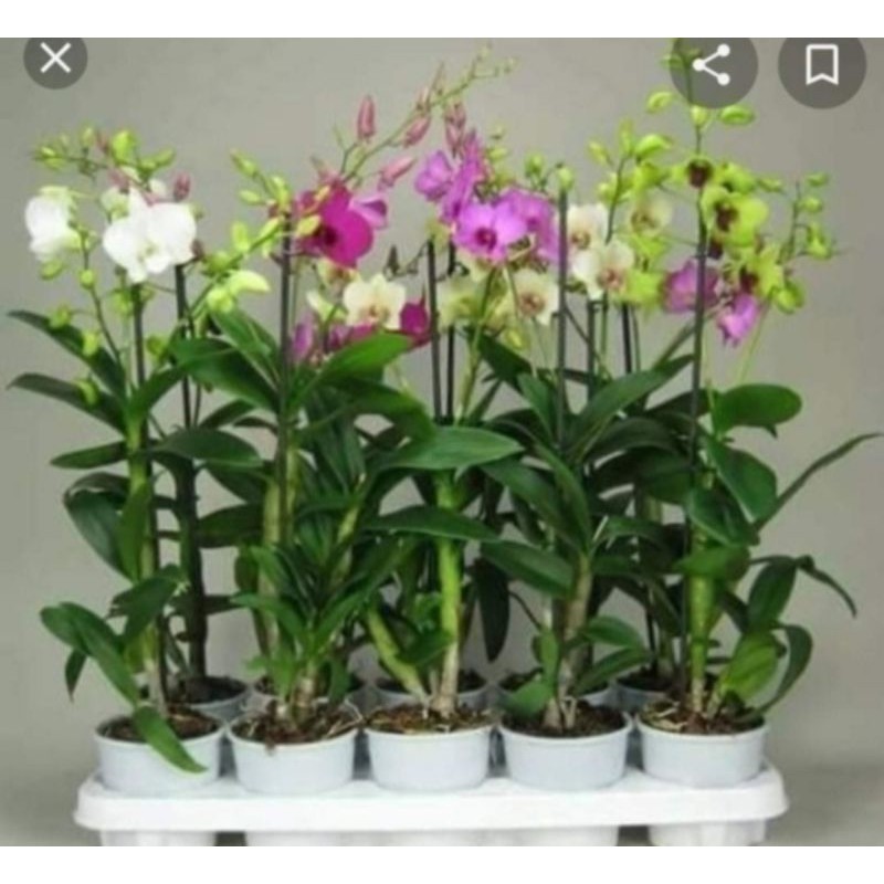 Cây giống lan dendro hoa quanh năm cây tơ 150k/10khóm