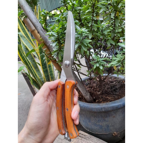 Kéo cắt xương gà SEKI_JAPAN  cao cấp