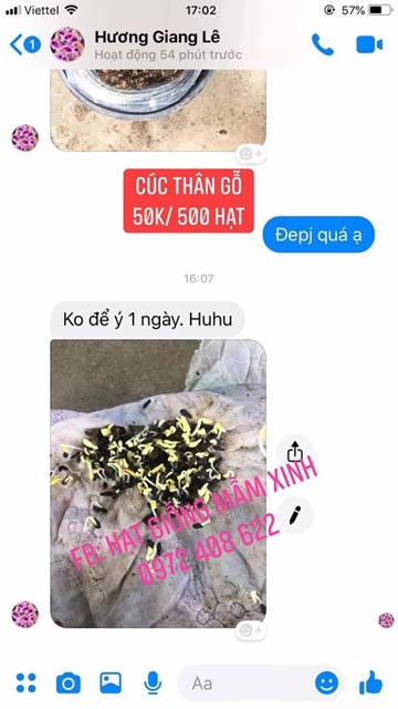 50k/ 500 hạt cúc thân gỗ ( Cúc trường thọ). Có ảnh thật nảy mầm 100%