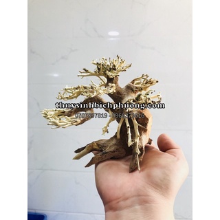 BONSAI GỖ LŨA CHO HỒ 40CM-60CM | THIẾT KẾ CÂY CỔ THỤ CHO HỒ THUỶ SINH