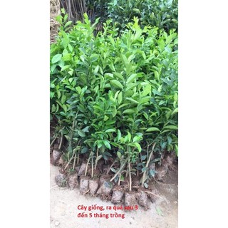 CÂY CHANH ĐỎ