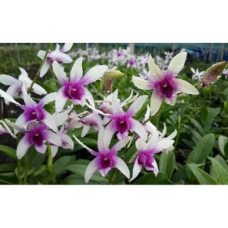 Hoa lan Denro nắng Alba