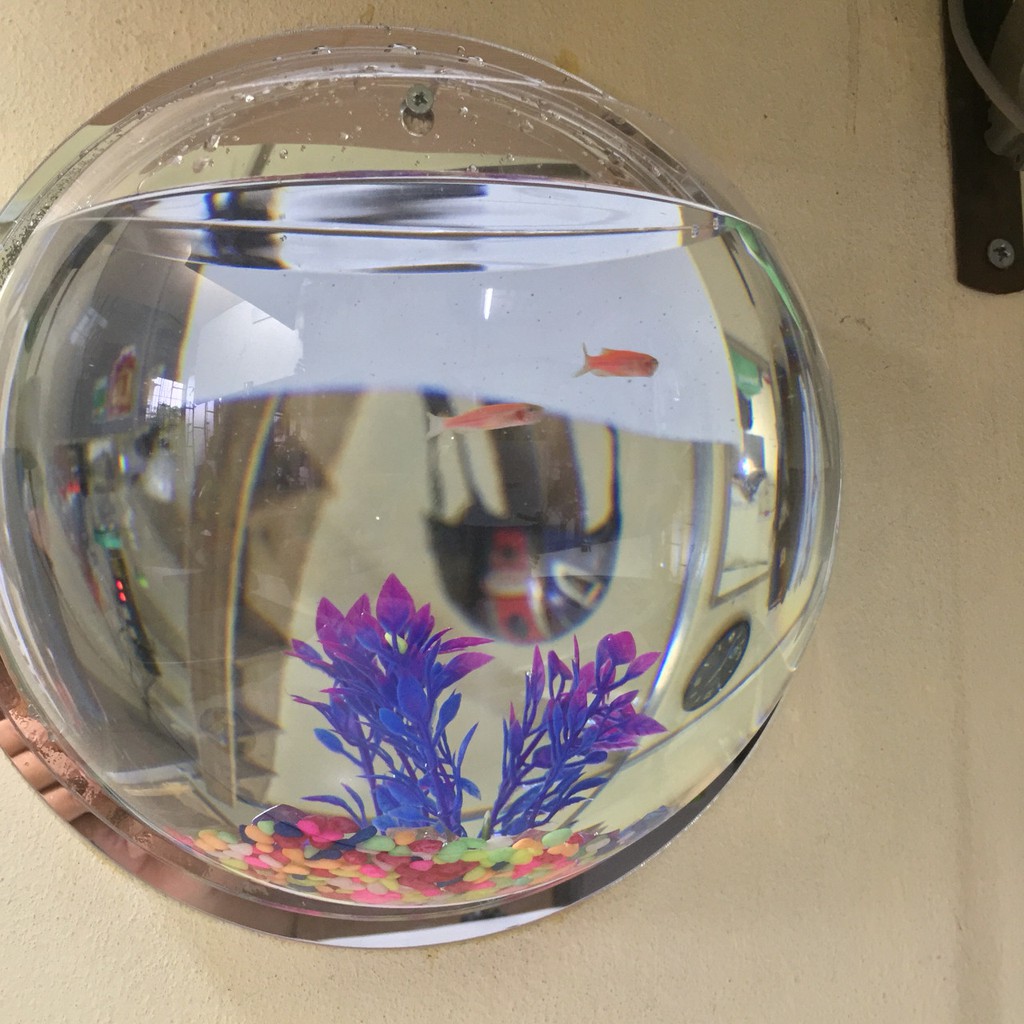 Bể cá cảnh Mini treo tường - Size 30