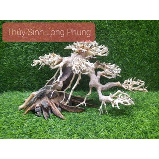 Lũa Bonsai cấy rêu ( N35cm,C20cm,R20cm)