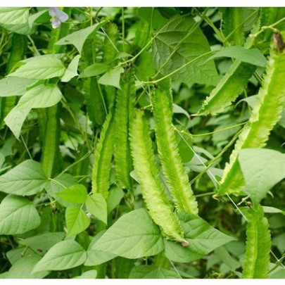 (GÍA SỈ) [Gói 10g] Hạt giống Đậu Rồng (đậu khế)