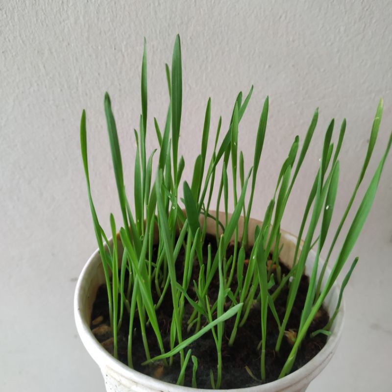 Bộ Kit Trồng Cỏ Mèo Thông Minh