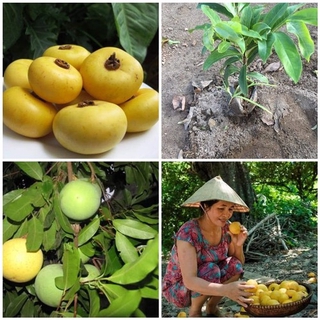cây thị giống hàng chuẩn giá rẻ