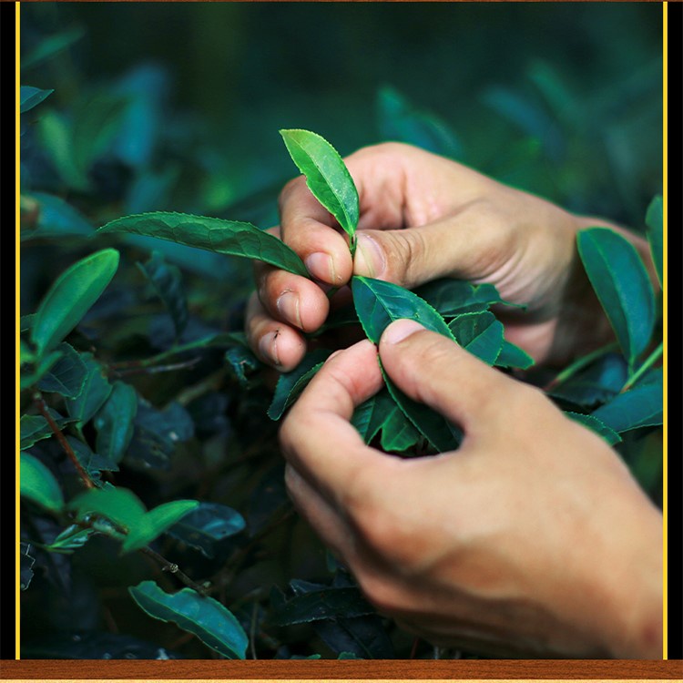 Trà Thiết Quan Âm An Khê loại phổ thông gói nhỏ hút chân không loại mới ngon gói 250 gam