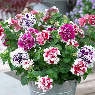 Hạt giống hoa dạ yến thảo kép mix màu ( 50 hạt/gói )